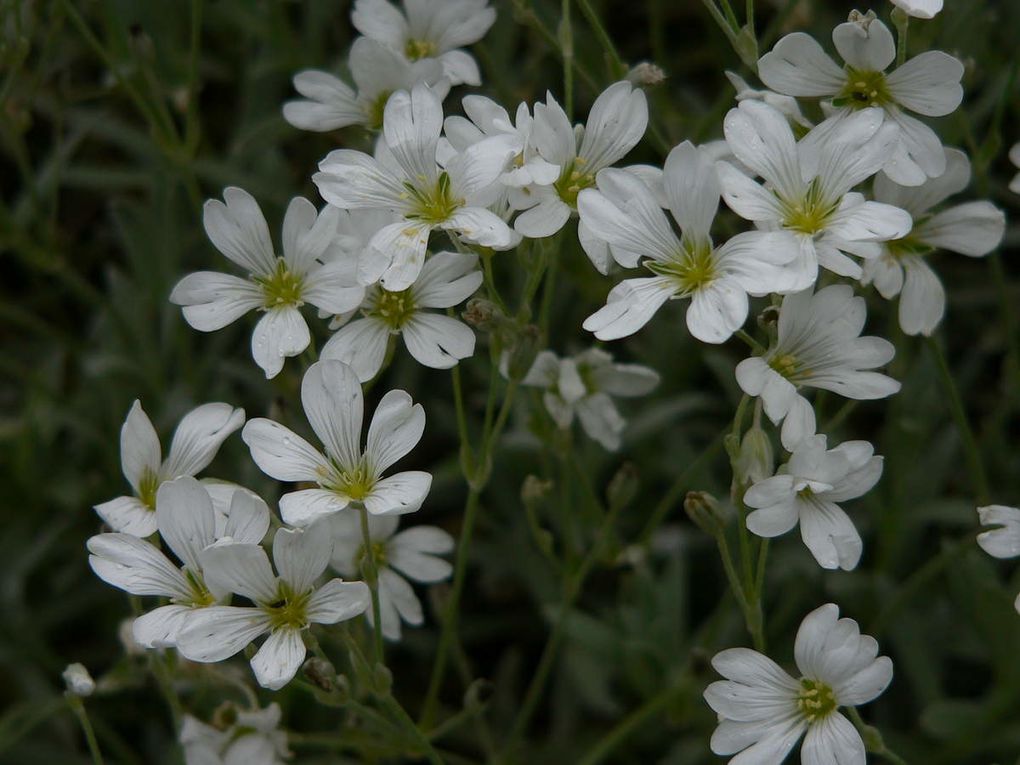 La flore du Mercantour