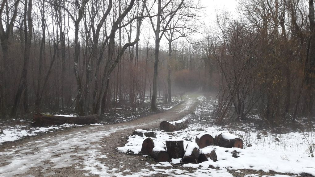 La brume dans le Bois de Morval - Entrée de l'allée couverte du Bois Couturier