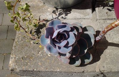 Succulentes! Vive les plantes!