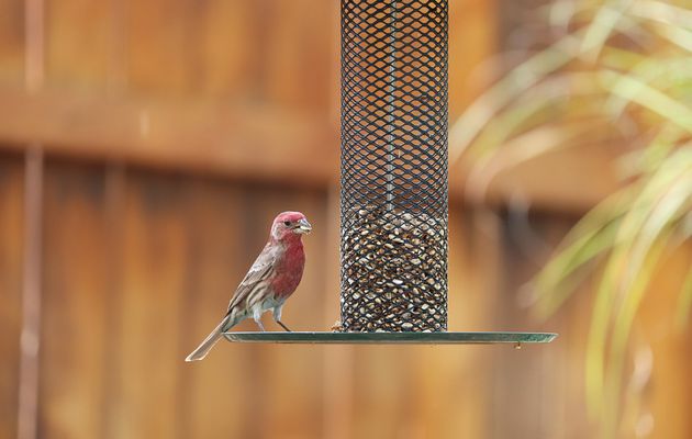 Types of Bird Feeders 