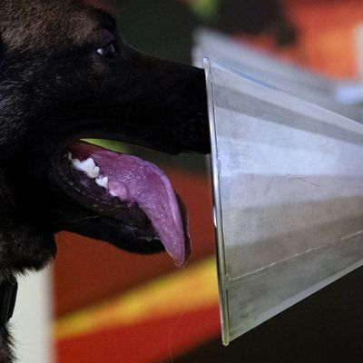 La galère des chiens détecteurs de Covid en France