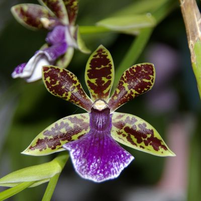 ORCHIDÉES DE NOVEMBRE