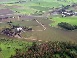 #Pinot Gris Producers South Australia Vineyards 