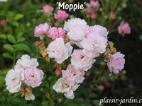 Le concours de roses de Le Roeulx 1/3: la roseraie