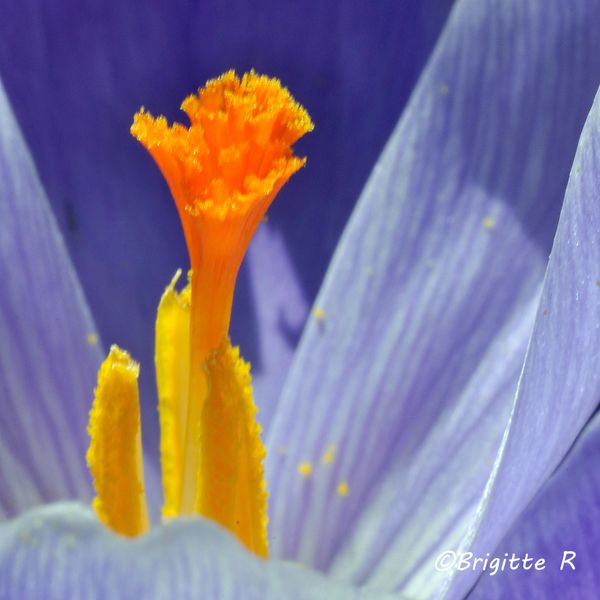 Crocus