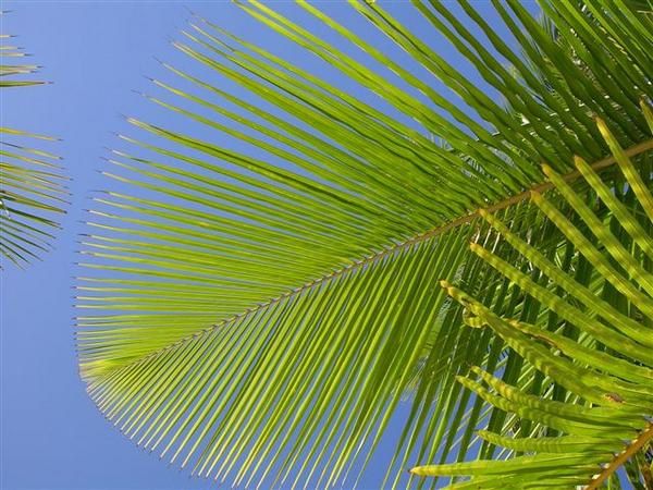 Mon voyage en 2006 en RP de trois semaines péninsule de samana, cabarette et bayahibe avec excursion géniale à l'ile de saona