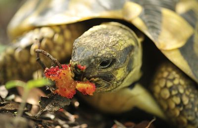 Régime alimentaire tortue aliments interdits