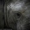 Help Stop Cruel Elephant Rides‏ in Santa Ana_US