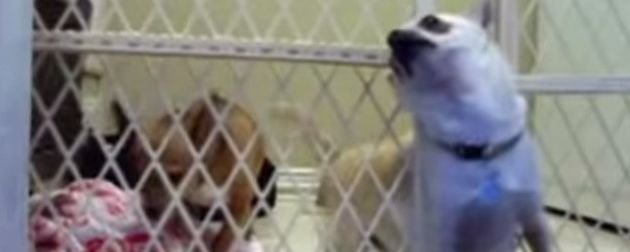 This Determined Chihuahua Made A Daring Jailbreak That'll Have You In Stitches