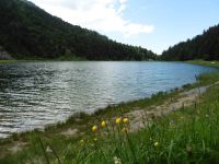 Le refuge du Plan. Le lac de Tueda. Un bouquet d'arnica, une aubaine pour les muscles endoloris.