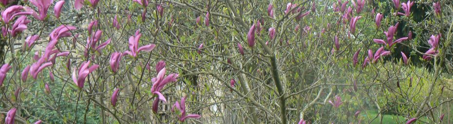 La suite des magnolias