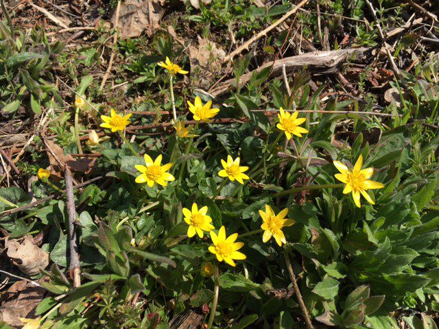 les petites fleurs 