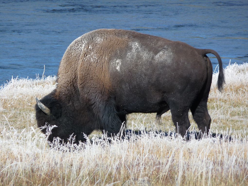 Album - 15.Yellowstone (Wyoming-octobre)