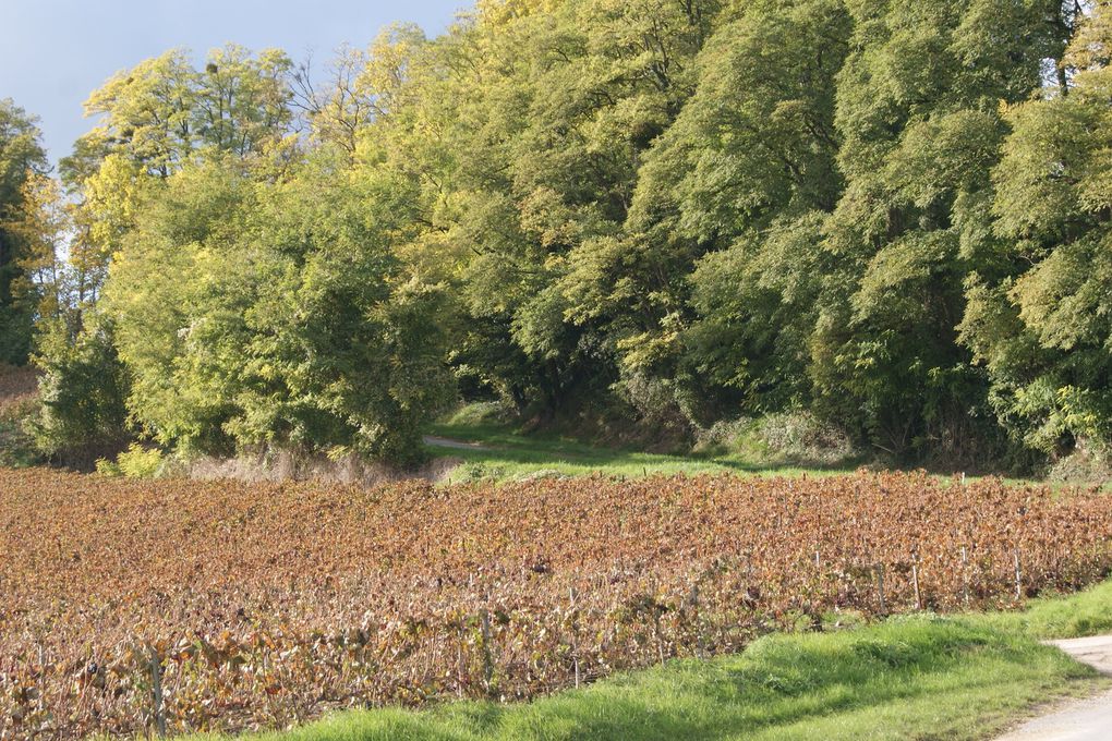 quelques photos du village qui m'a vu grandir, un petit village coincé entre les coteaux de vignes à champagne (les gallipes comme disent les anciens) et la Marne qui coule jusqu'à la capitale.