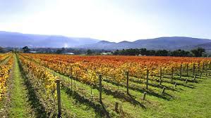 #Pinot Noir Producers Yarra Valley Vineyards Australia