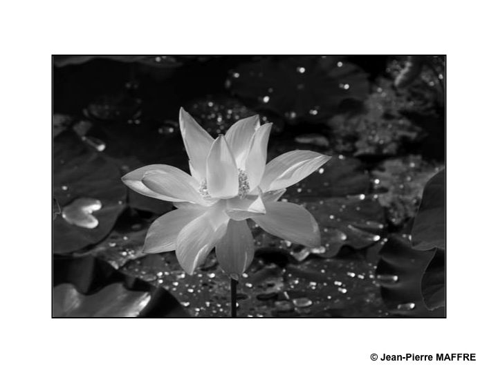 La fleur de lotus, connue pour sa beauté délicate et sa pureté, porte une signification profonde et un symbolisme puissant dans de nombreuses cultures.