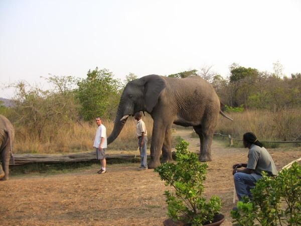 Album - Sanctuaire des éléphants (Afrique du Sud)