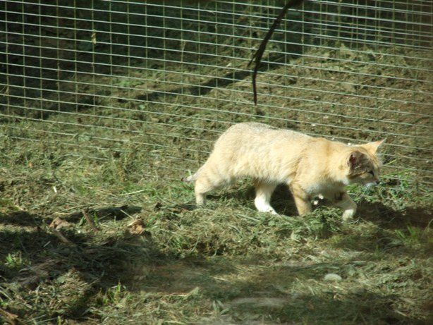 Album - PARC-DES-FELINS