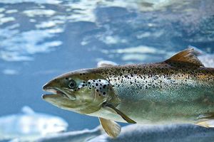L’arnaque du saumon bio : 2 à 4 fois plus pollué que les autres...