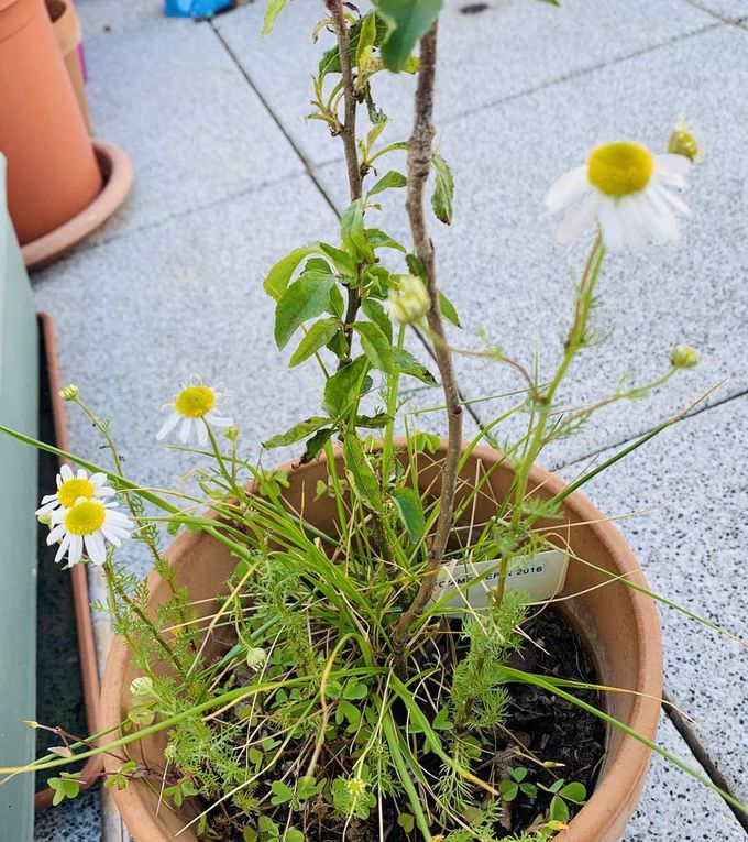 Les fleurs du mois de mai dans le micro jardin urbain (en 2019)