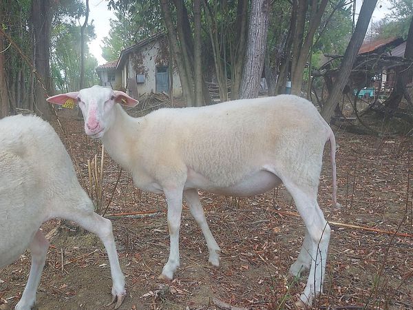 Photos animaux du troupeau d'origine des antenaises à vendre.