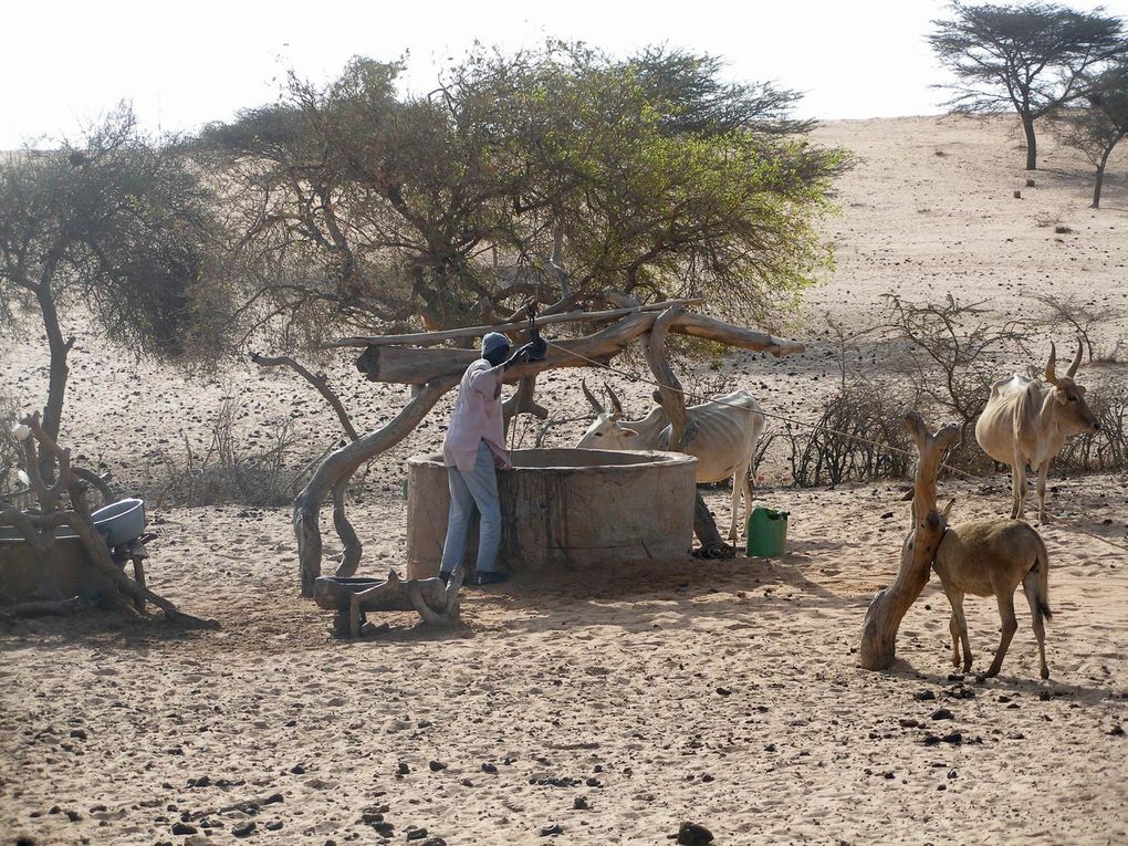 campement océan et savane puis saint-louis puis parc du djoudj puis réserve de guembeul