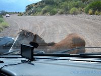 Canyon de Atuel, Argentine en camping-car