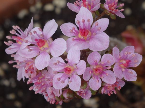 Darmera peltata, Dicentra Burning hearts, Digitalis Glory of Roundway, Petasites hybridus, Rhododendron Gomer Waterer