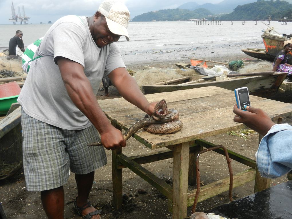 Limbé et ses plages, son parc botanique, son centre de la faune, son activité. Buea base pour le Mont Cameroun et le pont M'Fundi base pour le Nigeria