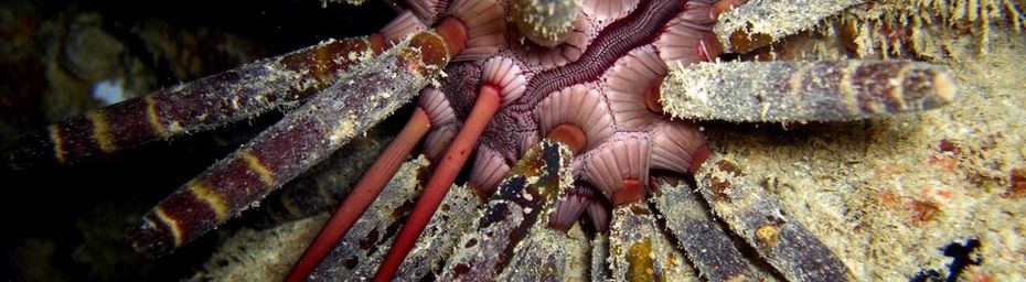 Oursin- lance (phyllacanthus imperialis) de l’océan Indien à Mayotte