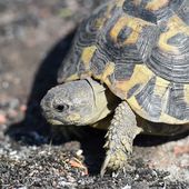 Corse: prison avec sursis et 140.000 euros d'amende requis pour destruction de tortues protégées