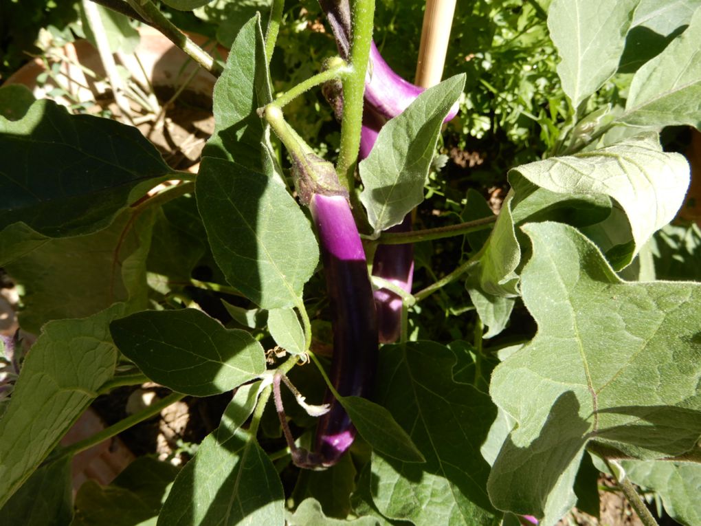 Petit tour matinal au potager