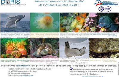 Découvrez la biodiversité avec DORIS, faune et flore subaquatiques de l'Atlantique Nord-Ouest