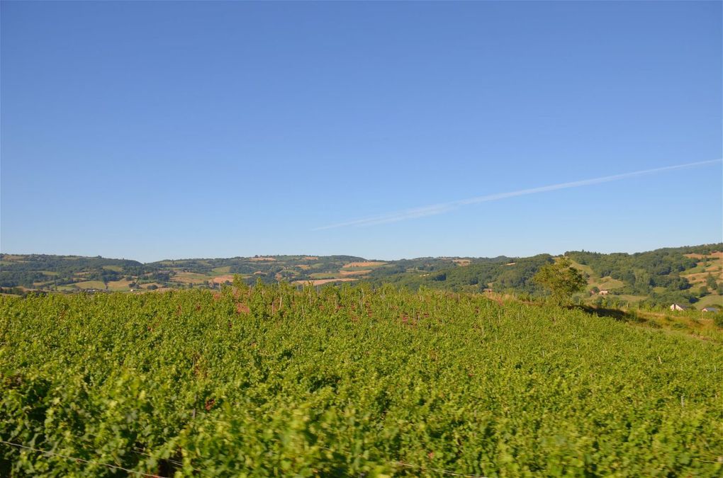 Jean-Luc MATHA, un vigneron hors du commun...