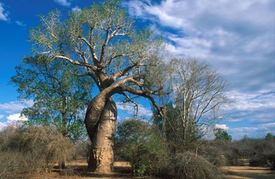 Le Baobab Amoureux de Morondava 