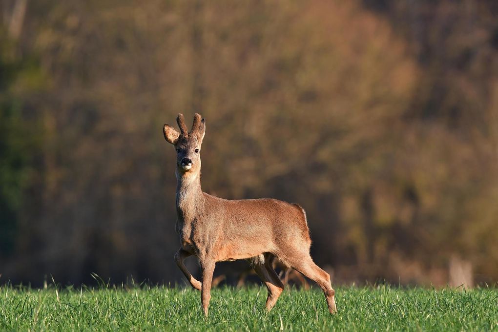 Jeune brocard et chevrette (chevreuil européen).