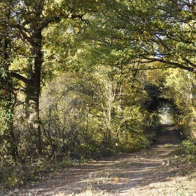 Chemin du Bois de sapins