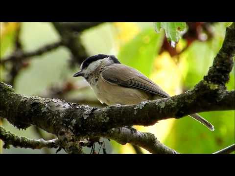 La mésange nonnette en vidéo