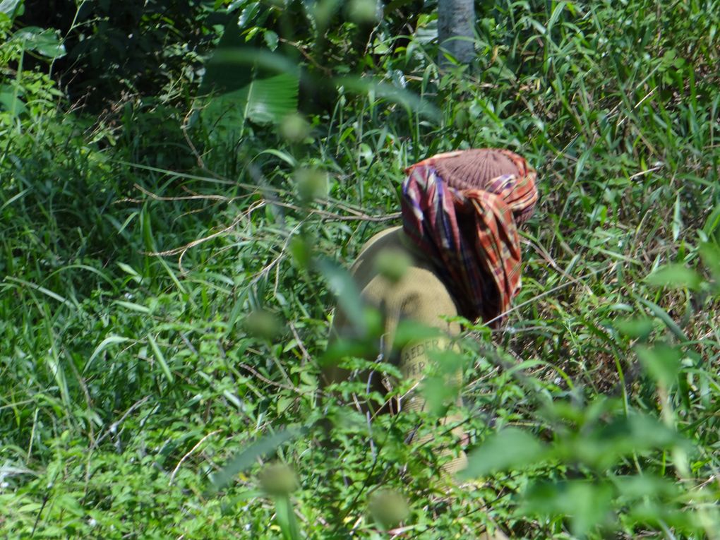 Album SULAWESI--FLORES. 2012