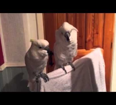 Quand ton meilleur pote n' a pas les mêmes goûts que toi...