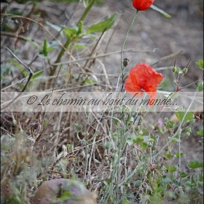 La vieille pomme et les coquelicots