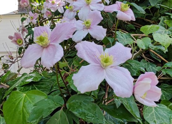 Quelques fleurs !