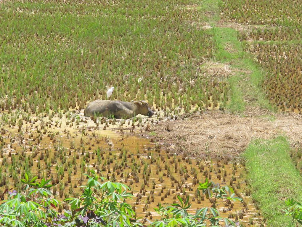 Album - 30---Centre-Sulawesi---Toraja