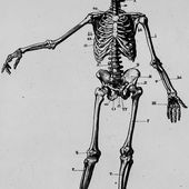 Esqueleto humano - Wikipedia, la enciclopedia libre