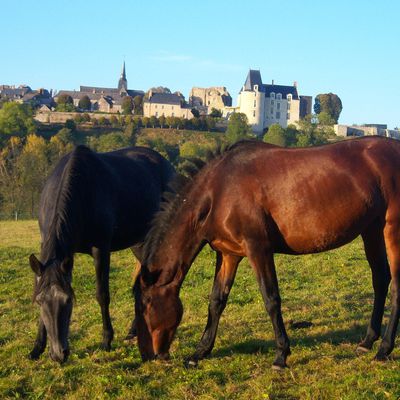 Au plus "pré" des chevaux