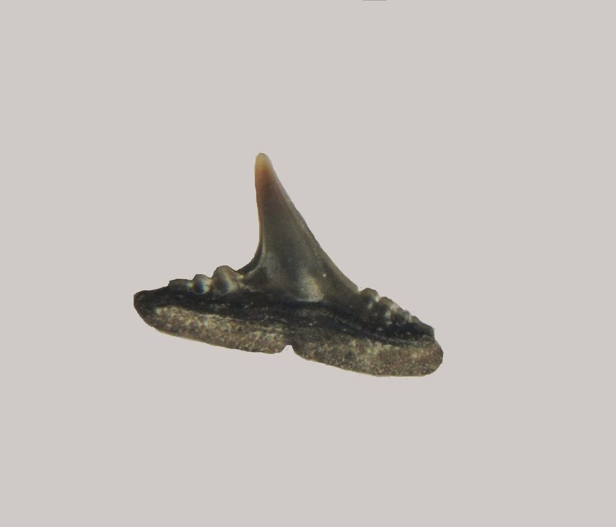 La carrière d'Egem a fourni d'innombrables fossiles de L'yprésien , généralement très bien conservés . 
Une grande partie de la faune de sélaciens est visible ici .

Bonne visite