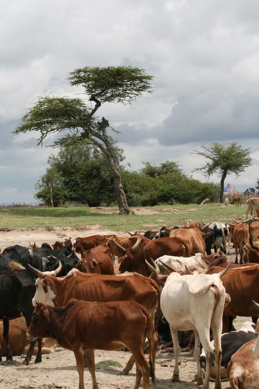 Album - Lake-Langano