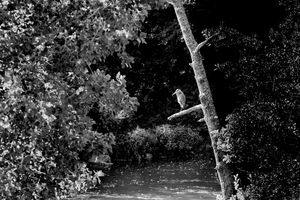  Voyage en Auvergne : Le héron cendré au bord de l'Allier