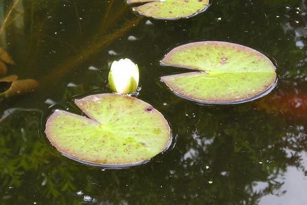 Album - plantes et bassin