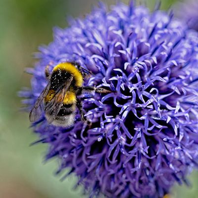 Chardon bleu, bourdons et abeilles charpentières